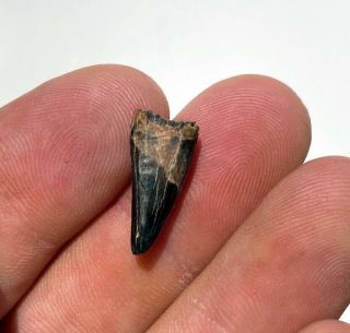 Albertosaurus pre max tooth from Judith river formation collectible 2
