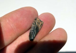 Albertosaurus pre max tooth from Judith river formation collectible 3