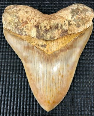 Awesome Shaped 5.  39 " Indonesian Megalodon Fossil Shark Teeth,  Real Tooth