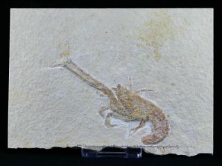 Mecochirus Longimanatus Fossil Lobster Jurassic Age Solnhofen Germany Stand