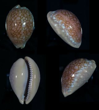 Cypraea Broderipii Dark Red - Top Seashells -