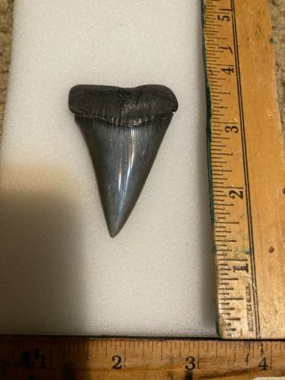 Fossil Mako Sharks Tooth,  South Carolina Beauty 2 5/8”monster Museum Quality