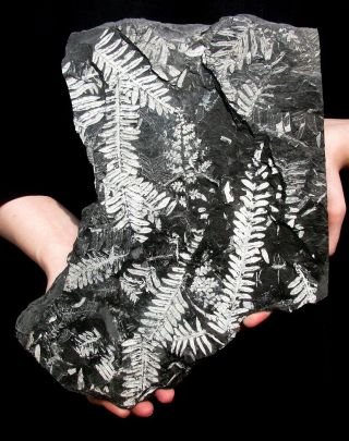 Extinctions - Large Display Plate Of White Fern Fossils And Other Plants - Cool