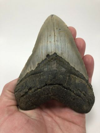 5.  09” Megalodon Fossil Giant Shark Teeth All Natural Large Ocean Tooth (n8)