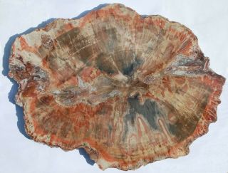 Huge,  Polished Arizona Petrified Wood Round - End Cut