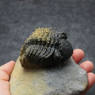 Trilobite Drotops armatus fossil Devonian Fossiles Trilobiten 3