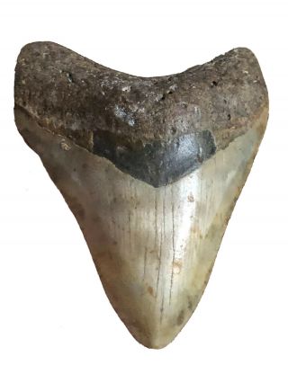 24 Higher Grade Huge 4” Megalodon Giant Shark Tooth Teeth Extinct Fossil