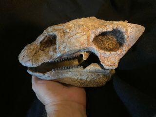 Ankylosaurus Skull Museum Quality Cast - Life Size Dinosaur Bone