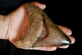 Megalodon Shark Tooth 5.  3  Large Lower Anterior Xtremly Rare Smoky Topaz Colour