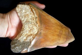 Megalodon Shark Tooth 5,  7  x 4,  25  Huge Upper Anterior Indo TOTALLY BIZARRE 2