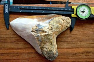 Megalodon Shark Tooth 5,  7  x 4,  25  Huge Upper Anterior Indo TOTALLY BIZARRE 3
