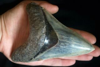 Megalodon Fossil Shark Tooth 5  Large Lower Anterior Indo Rare Sky Blue Colour