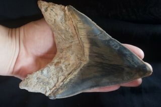 Megalodon Fossil Shark Tooth 5,  6  Huge Lower Indo Unusual BLUE Colour 2
