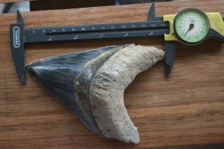 Megalodon Fossil Shark Tooth 5,  6  Huge Lower Indo Unusual BLUE Colour 3