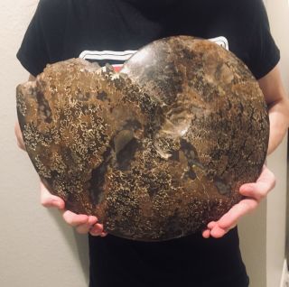 HUGE PERFECT Canada Placenticeras meeki 13.  5” Ammonite MUSEUM QUALITY Dinosaur 2