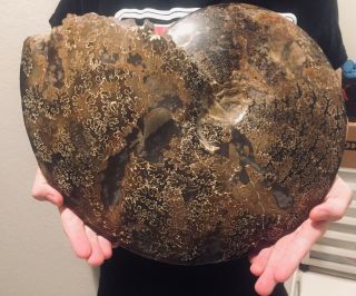 HUGE PERFECT Canada Placenticeras meeki 13.  5” Ammonite MUSEUM QUALITY Dinosaur 3