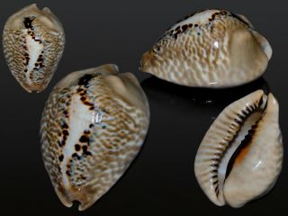 Seashell Cypraea Mus Bicornis Wide Very Big 62.  5 Mm