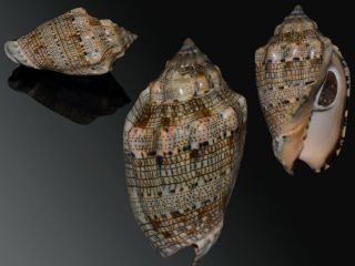 Seashell Voluta Musica Laevigata.  Big Size Very Dark 89.  5 Mm