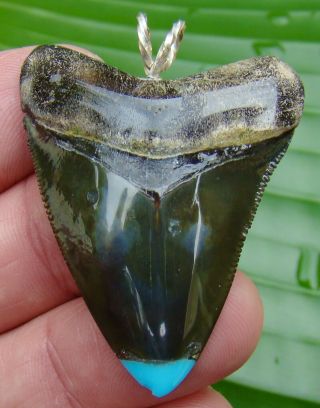 Bone Valley - Megalodon Shark Tooth Necklace - 1.  98 In.  Deep Green W/turquoise
