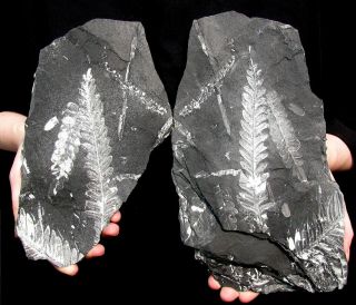 Extinctions - Very Rare Split Pair White Fern & Sphenophyllum Plate - Impressive