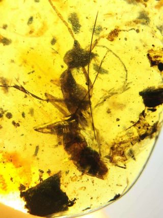 Rare Big Ants Burmite Cretaceous Amber Fossil Dinosaurs Era