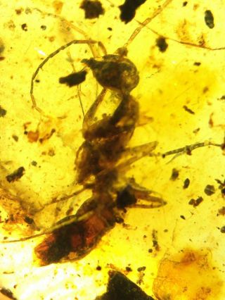 rare Big ants Burmite Cretaceous Amber fossil dinosaurs era 2