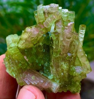 Wow 214 C.  T Natural Top Terminated Try Color Tourmaline Bunch Crystal @ Paprok.