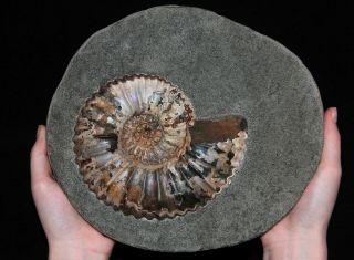Ammonite Nodosohoplites Sp.  Fossil Russia