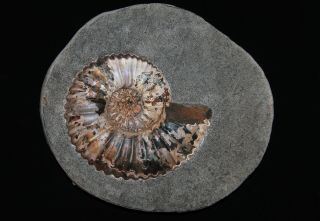 Ammonite Nodosohoplites sp.  Fossil Russia 2
