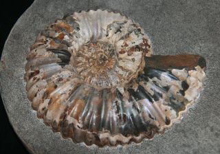 Ammonite Nodosohoplites sp.  Fossil Russia 3