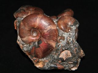 Ammonite Beudanticeras Phyllopachyceras Acanthohoplites Salfeldiella Fossil