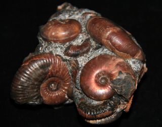 Ammonite Beudanticeras Phyllopachyceras Acanthohoplites Salfeldiella Fossil 3