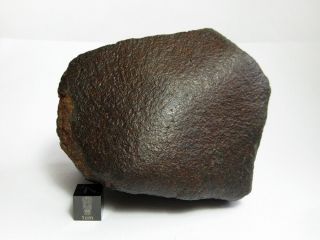 Nwa X Meteorite 580g Colossal Chondrite With Character