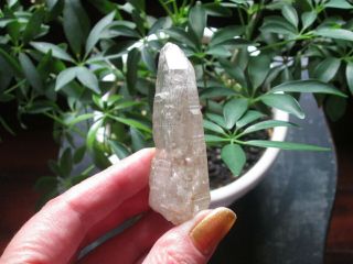 Rare Mozambique Lemurian Seed Quartz Crystal 2.  95 " Dt Multi - Term Old Stock Book