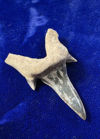 Rare Cretodus Semiplicatus Fossil Cretaceous Shark Tooth Texas