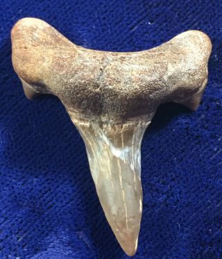 Rare Cretodus Crassidens Fossil Cretaceous Shark Tooth Texas