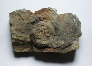 Precambrian Ediacaran Vendian Charniodiscus Fossil From Ukraine