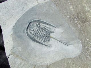 Killer Zacanthoides Typicalis Trilobite Fossil