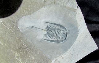 KILLER Zacanthoides typicalis trilobite fossil 2