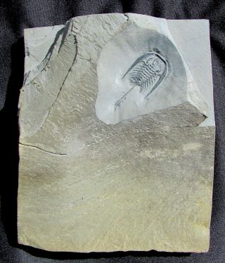 KILLER Zacanthoides typicalis trilobite fossil 3