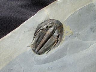 Museum Quality Amecephalus Trilobite Fossil