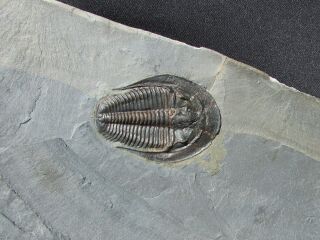 MUSEUM QUALITY Amecephalus trilobite fossil 2