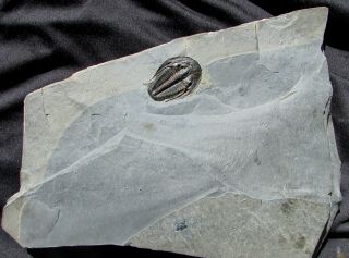 MUSEUM QUALITY Amecephalus trilobite fossil 3