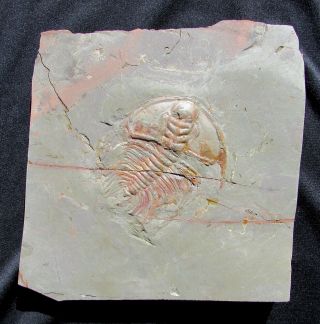Large Mesonacis Fremonti Trilobite Fossil California