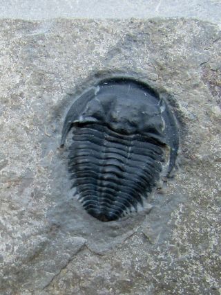 Perfect Bythicheilus Trilobite Fossil