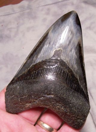 Megalodon Shark Tooth Shark Teeth Fossil Stunning Color 4 1/2 " Big Polished Jaw