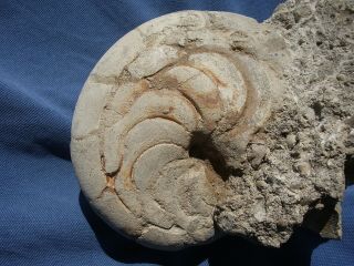 Very Rare Huge Nautiloid Aturia Sp.  Oligocene Miocene Morocco