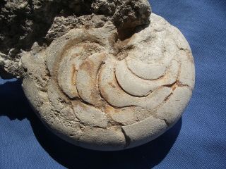 Very Rare Huge Nautiloid Aturia sp.  Oligocene Miocene Morocco 2