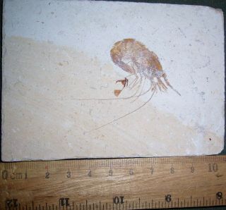 Shrimp 48 - - Zero Paint - Cretaceous Fossils Directly From Lebanon