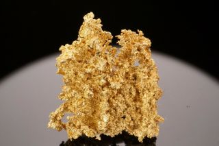 RARE OLD Native Gold ORIENTAL MINE,  CALIFORNIA - Ex.  Mushlitz 2